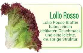 lollo rosso