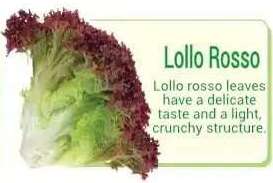 lollo rosso