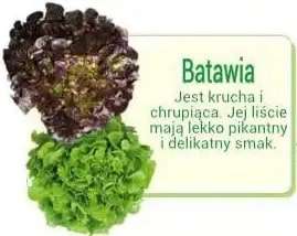 batawia