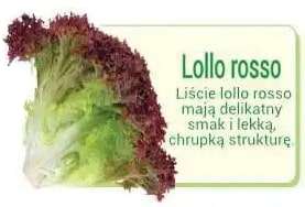 lollo rosso