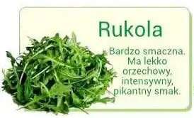 rukola