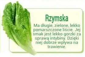 salata rzymska