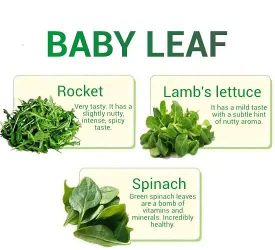 babyleaf en