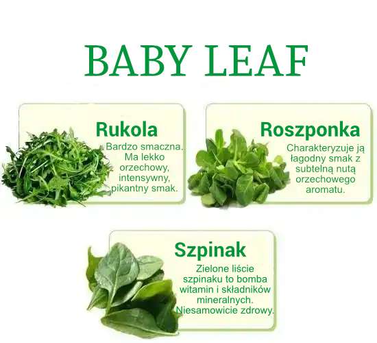 baby leaf winnickie salaty